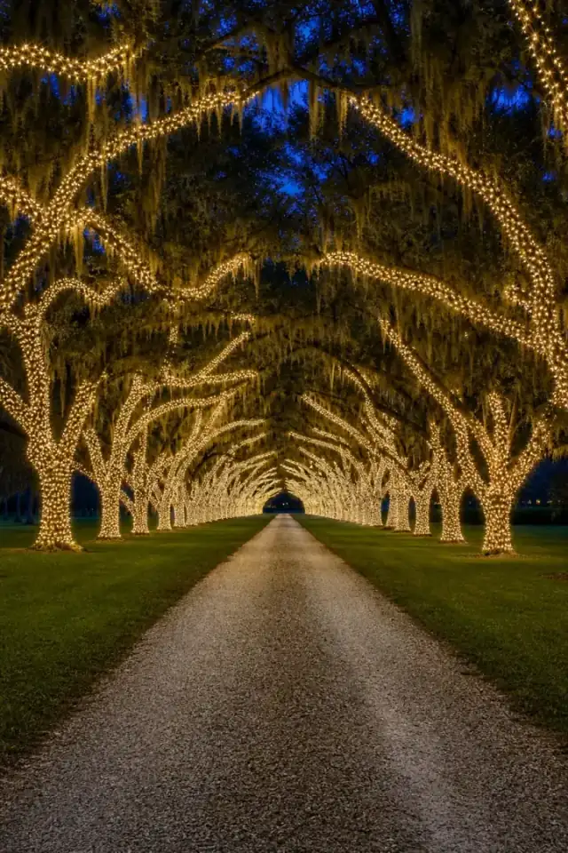 An avenue of live oaks wrapped trunk and limb, Spanish moss catching the light